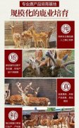 双阳鹿场鹿鞭膏真的有效果