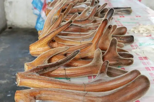 鹿茸最滋补养生的四种汤是什么？