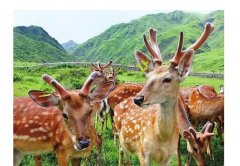 鹿茸和鹿角有什么区别？