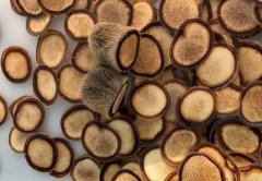 网上买的五宝茶可以和鹿鞭一起吃吗？