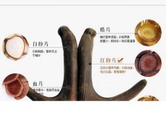 鹿茸残片营养会差点吗