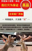 【辽宁丹东】吃鹿产品能对性功能有用吗